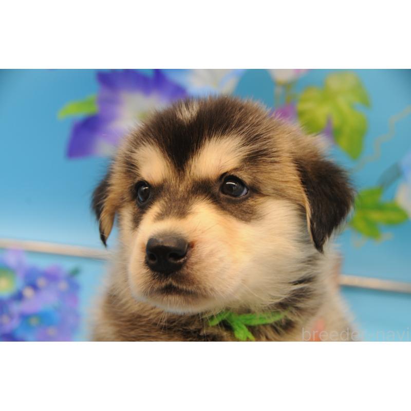 販売中の岡山県のミックス犬-399893